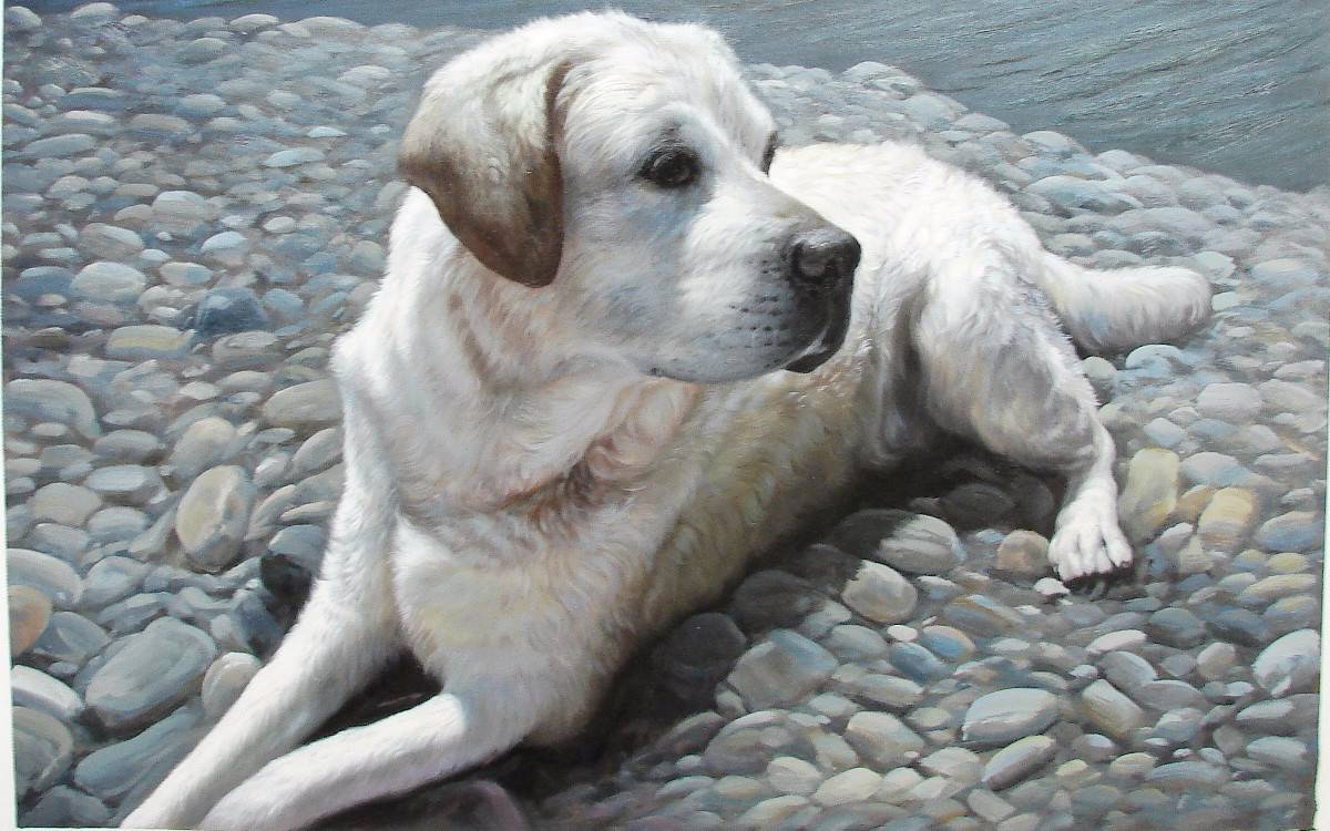 Portraits de Chiens