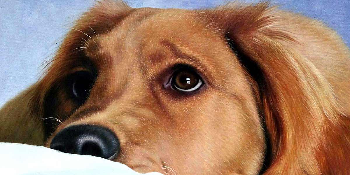 Portraits d'animaux